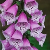 Digitalis