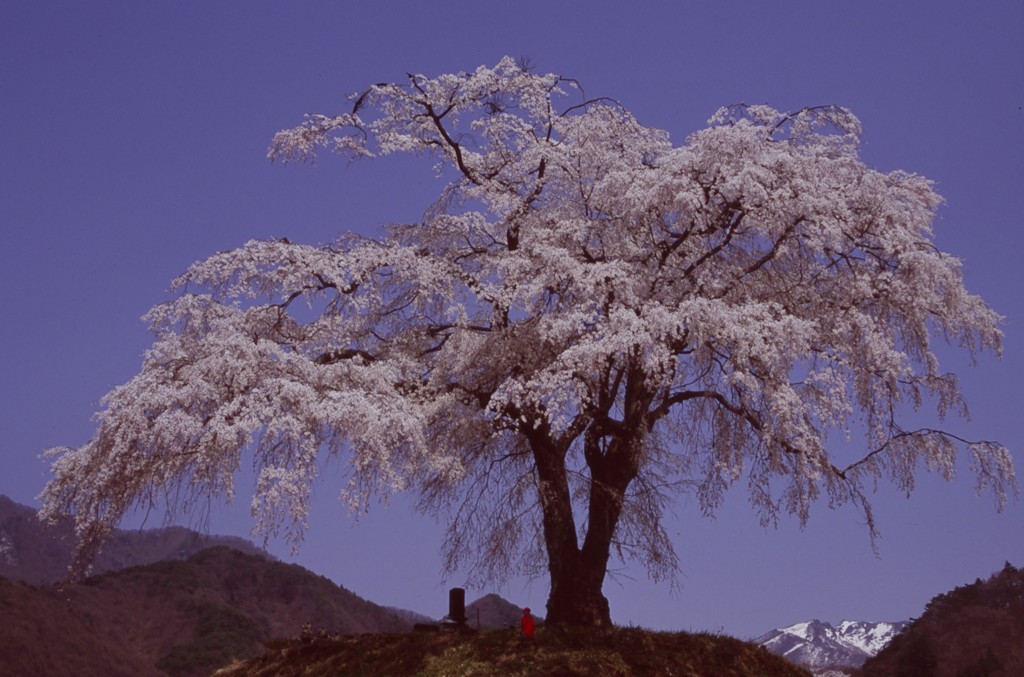 桜守1