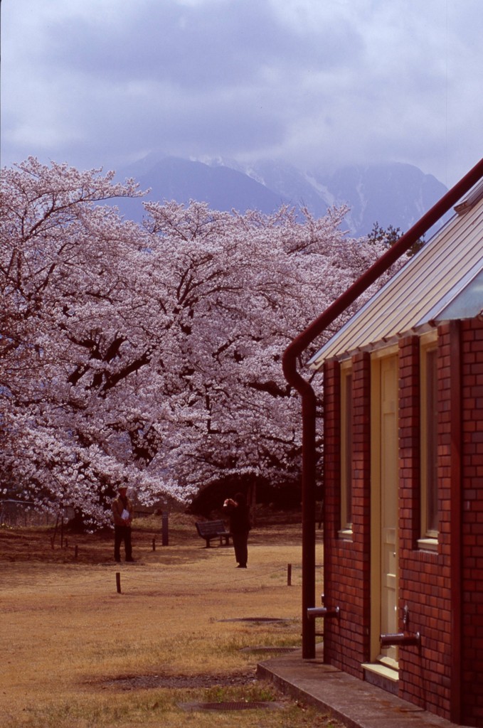 桜記念