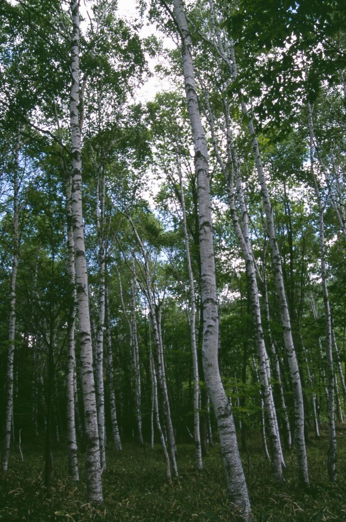 八千穂高原自然園４