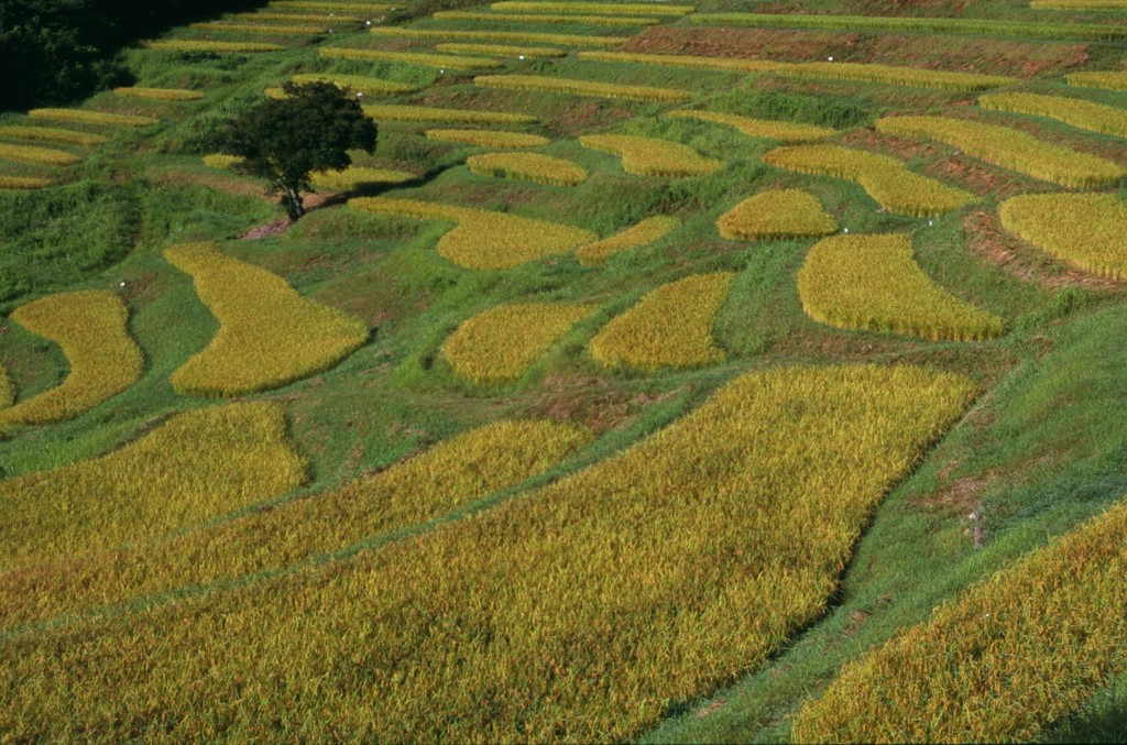 黄金色の棚田