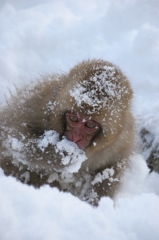 雪にまみれて1