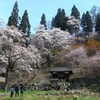 徹然桜　番外編