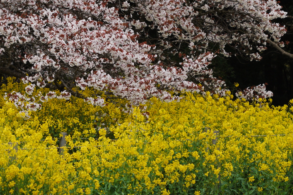 吉高の大桜8