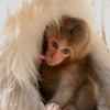 サル