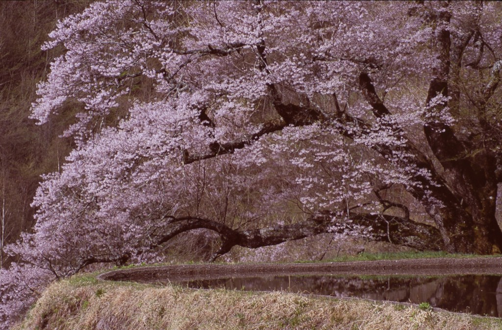 阿智村の名桜 2