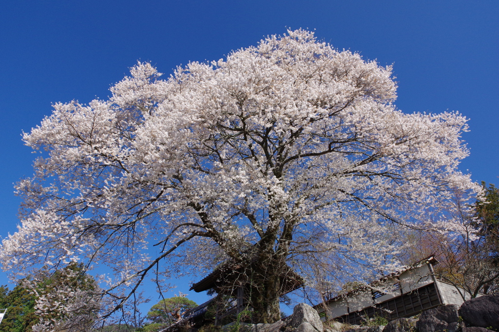 下伊那桜めぐり1