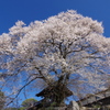 下伊那桜めぐり1