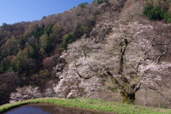 阿智古桜めぐり1