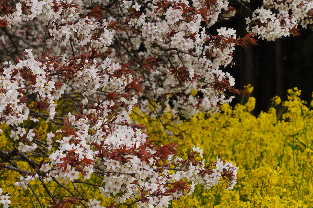 吉高の大桜5
