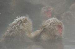 2011.1.16地獄谷2