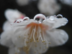 雨と梅の花