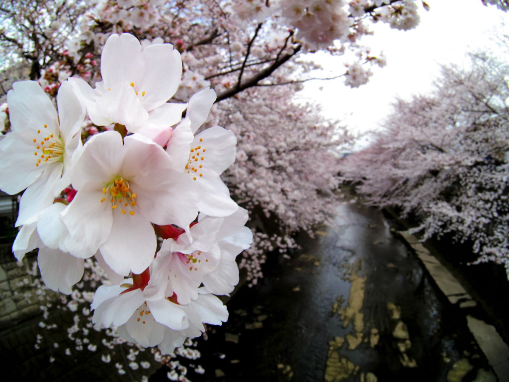 恩田川の桜