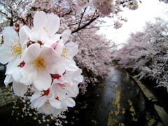 恩田川の桜