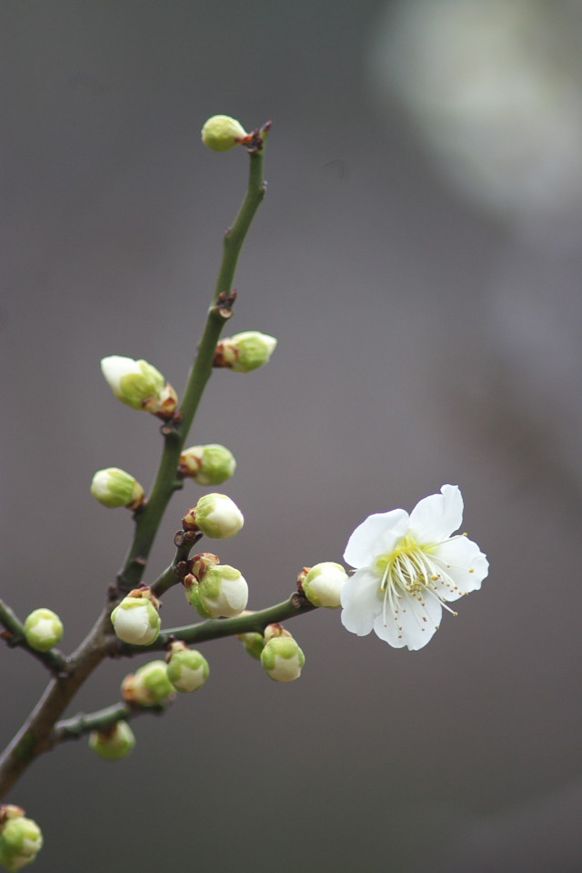 梅　大倉山公園にて1