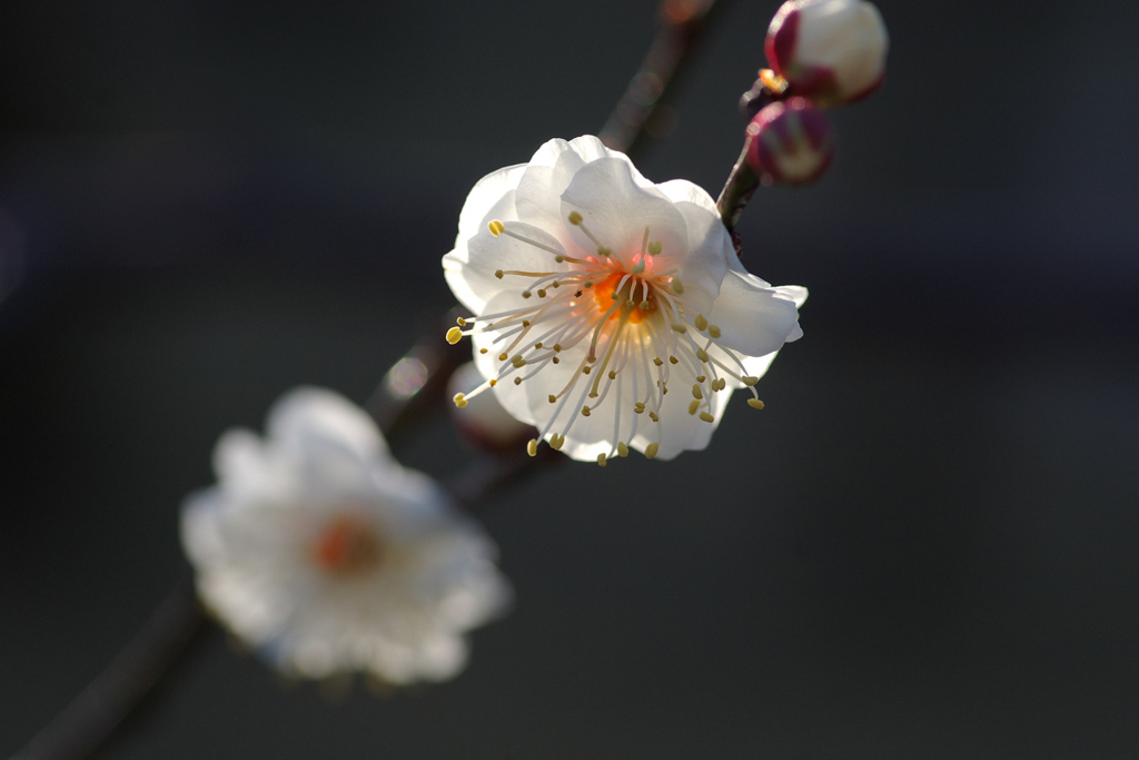 神代植物公園２００９