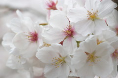 桜の賑わい