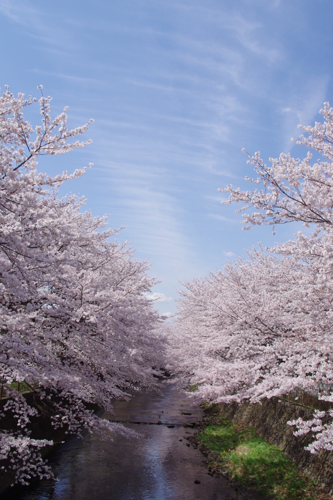 恩田川の桜２０１４