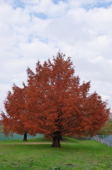 ２０１４神代植物公園の秋