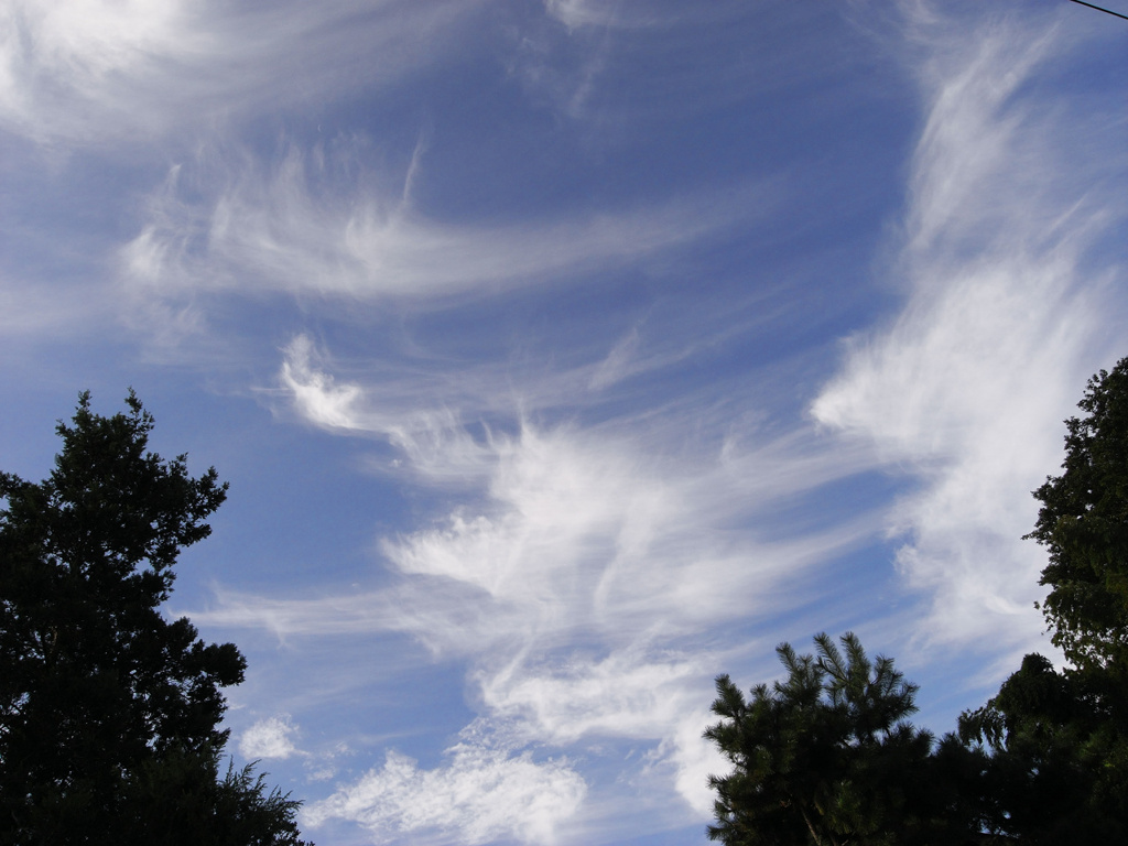 鉤状雲