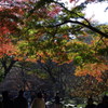 井の頭公園のまだらの紅葉