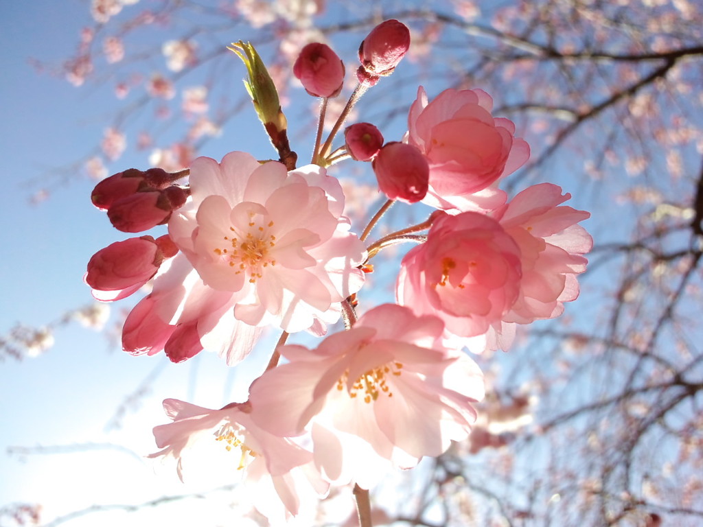 王禅寺ふるさと公園の枝垂れ桜
