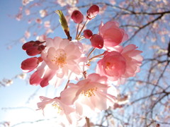 王禅寺ふるさと公園の枝垂れ桜