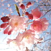 王禅寺ふるさと公園の枝垂れ桜