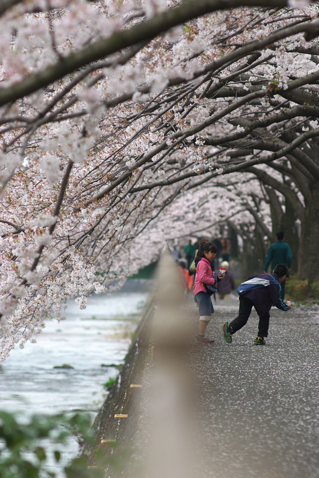 桜のトンネル１