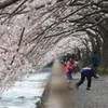 桜のトンネル１