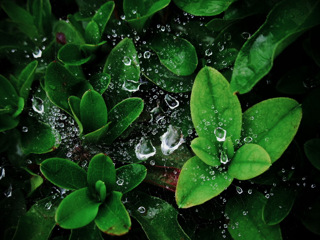 雨上がり。