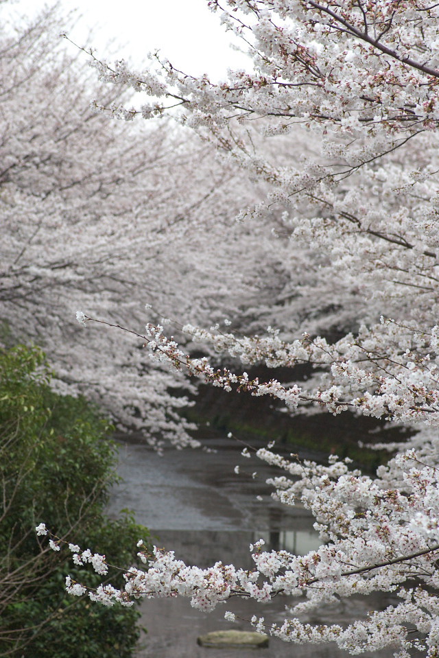 桜満杯