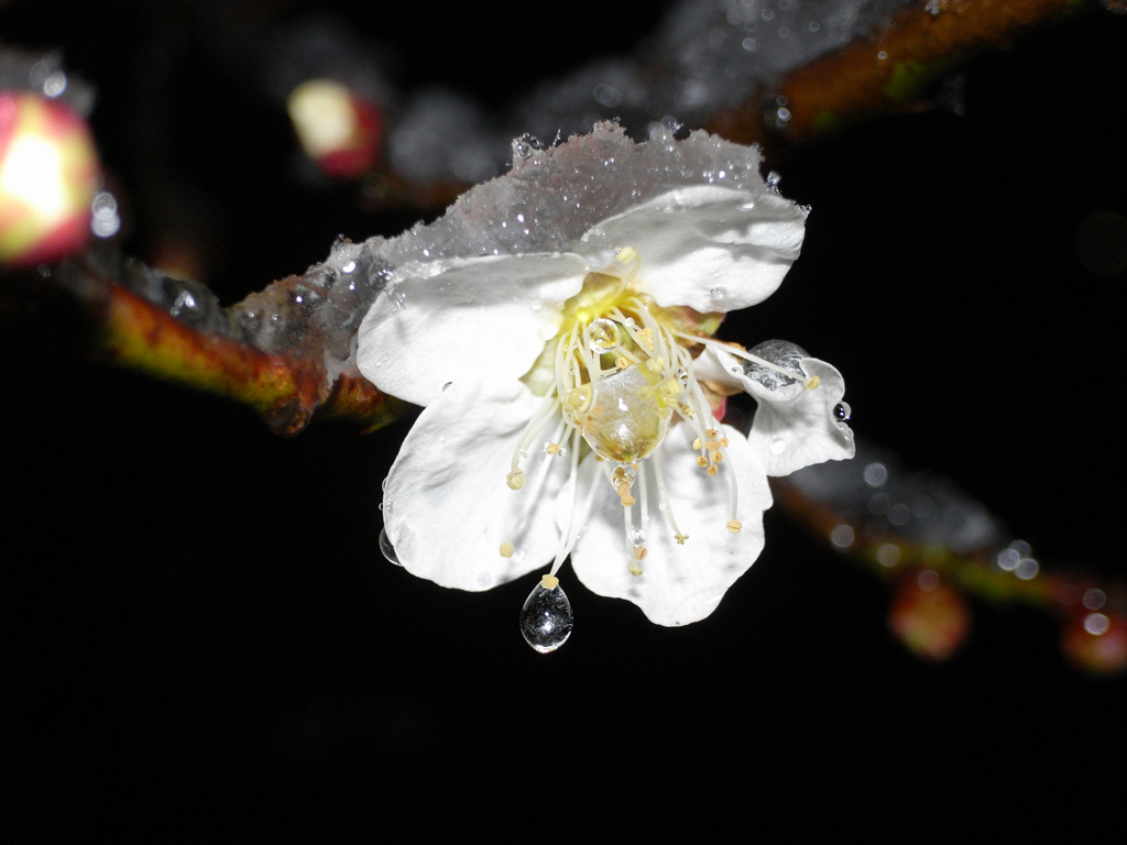 花風邪？