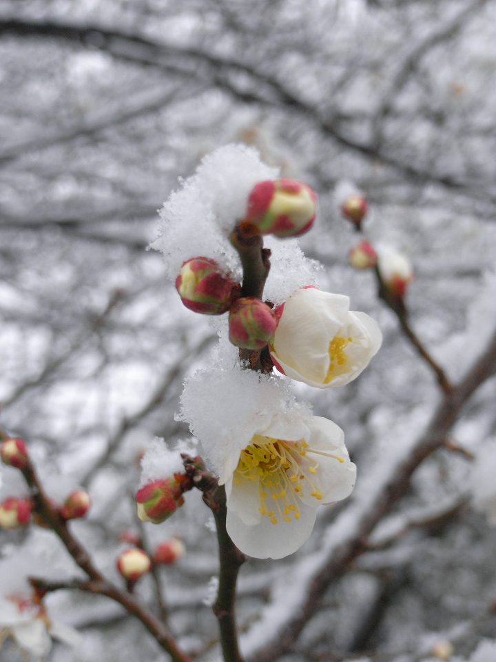 雪帽子