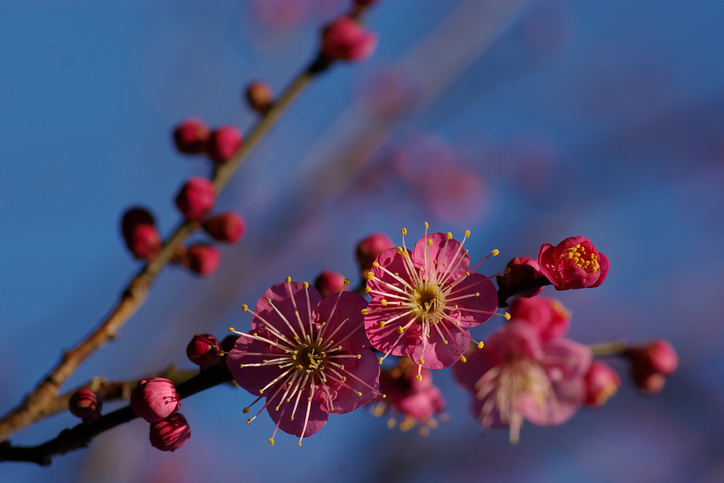 神代植物公園２００９