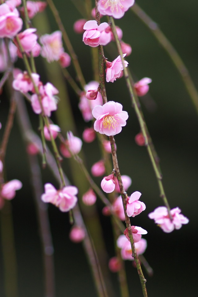 梅　大倉山公園にて2