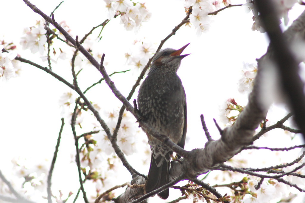 桜とヒヨドリ