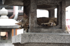 法善寺の猫