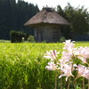 遠野、荒神神社と夏水仙 （なつずいせん）