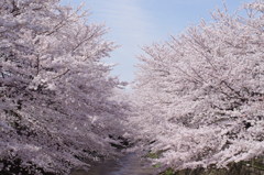 恩田川の桜２０１４　その２