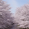 恩田川の桜２０１４　その２