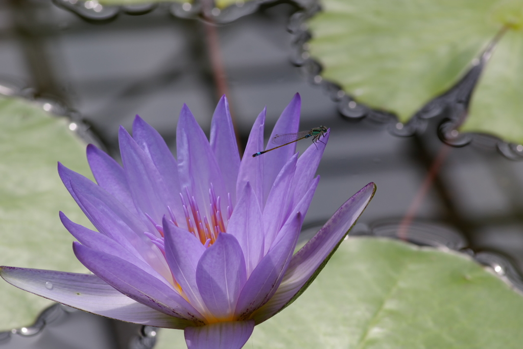 蓮の花とイトトンボ