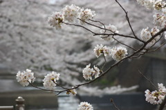 恩田川の桜２