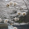 恩田川の桜２