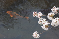 コイと桜