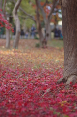 ２０１４神代植物公園の秋３