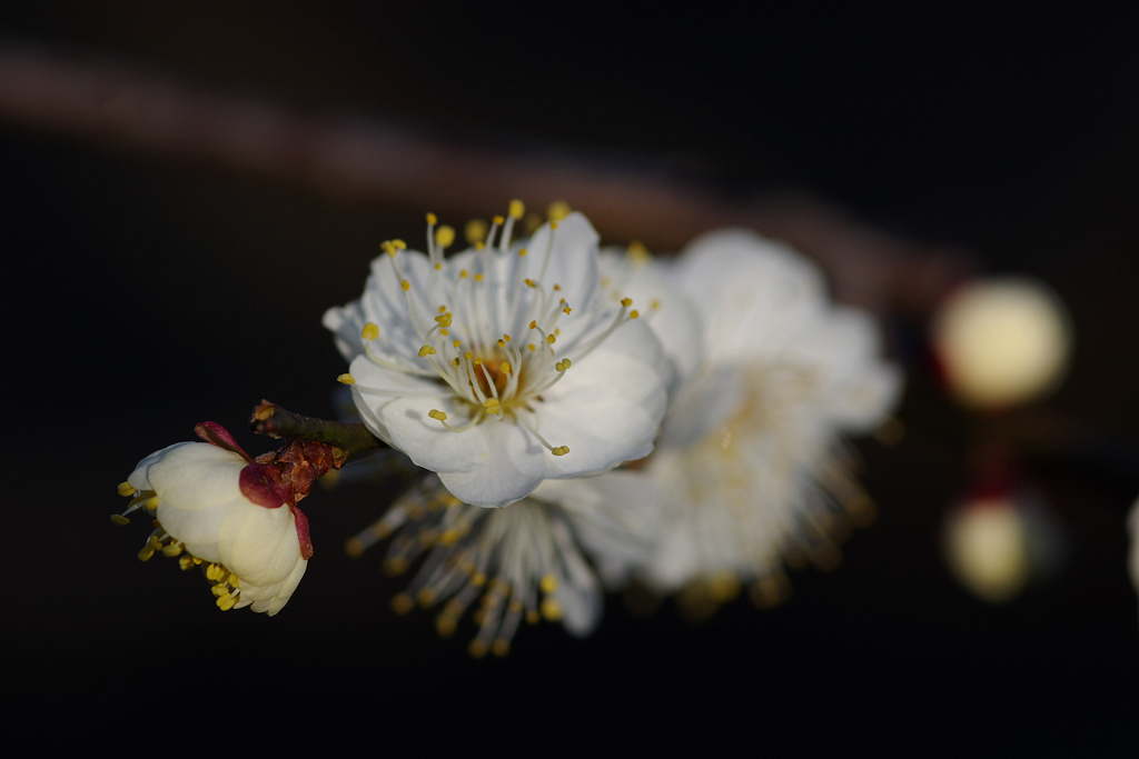 神代植物公園２００９