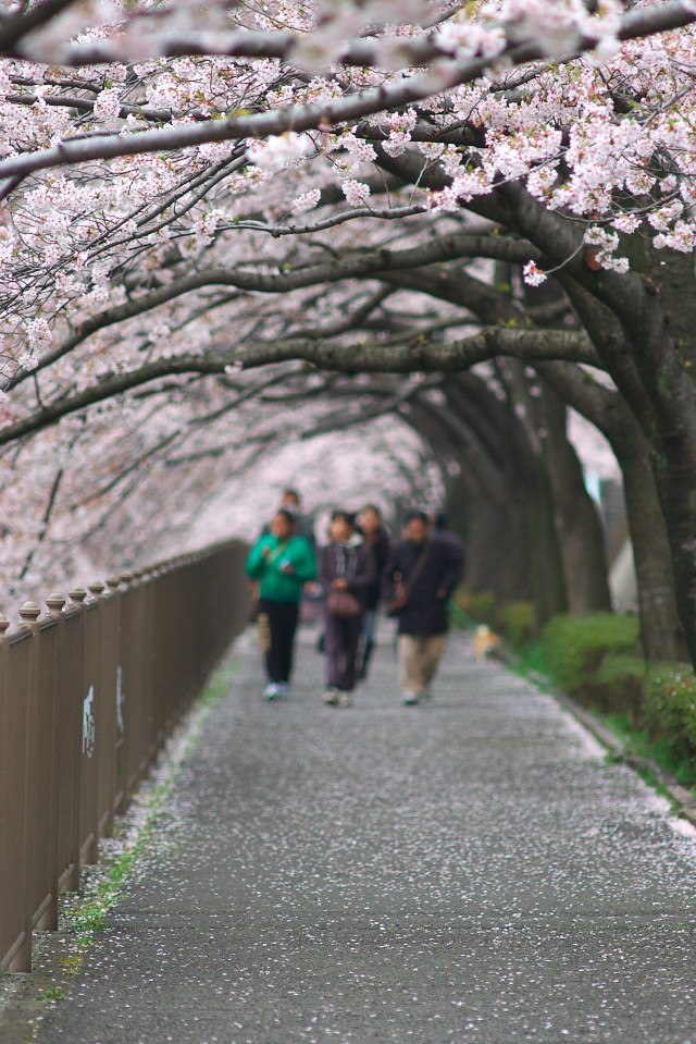 桜のトンネル２