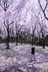 ひらり　ひらり