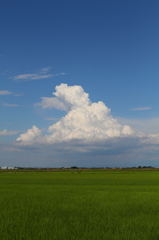 見上げる雲